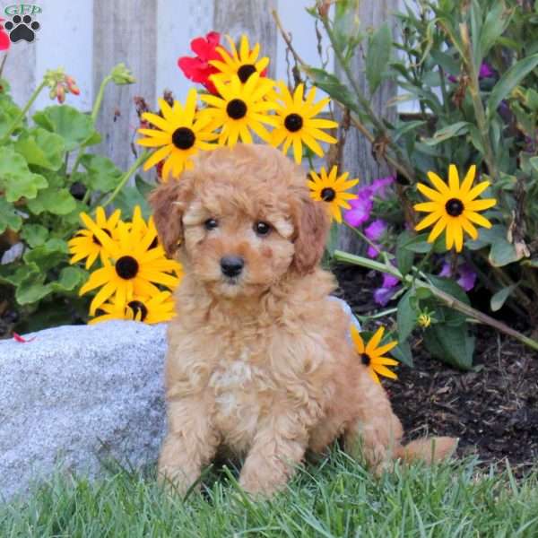 Taffy, Mini Goldendoodle Puppy