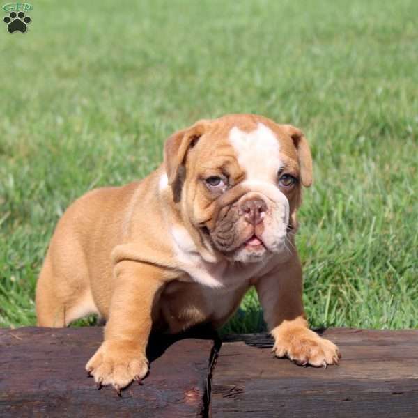 Taffy, English Bulldog Puppy