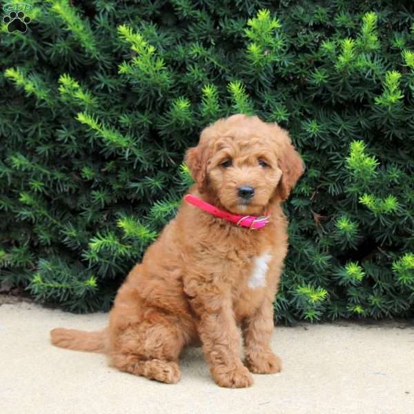 Taffy, Goldendoodle Puppy