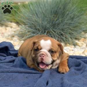 Taffy, English Bulldog Puppy