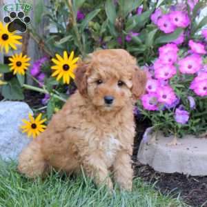 Taffy, Mini Goldendoodle Puppy