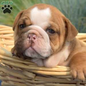 Taffy, English Bulldog Puppy