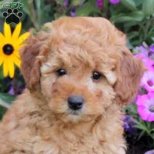 Taffy, Mini Goldendoodle Puppy