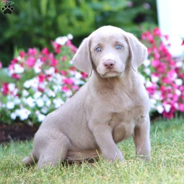 Taffy, Silver Labrador Retriever Puppy