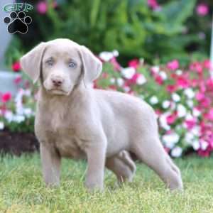 Taffy, Silver Labrador Retriever Puppy
