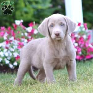 Taffy, Silver Labrador Retriever Puppy