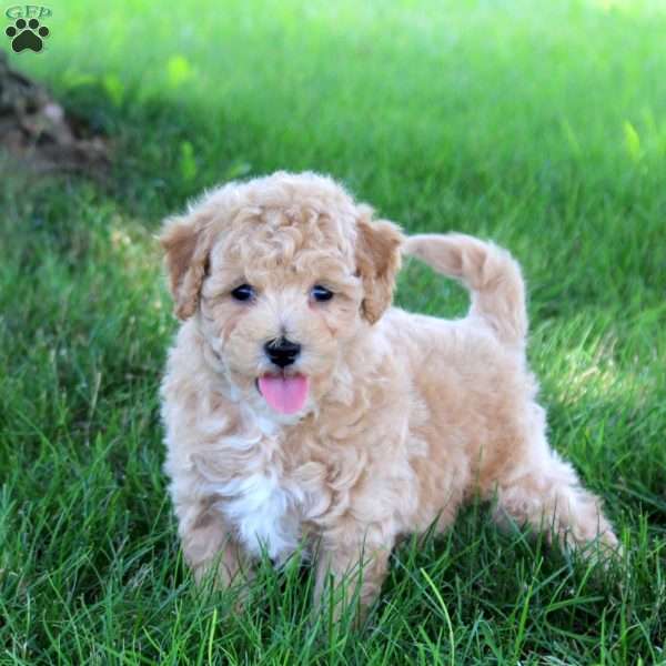 Tako, Bich-Poo Puppy