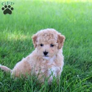 Tako, Bich-Poo Puppy