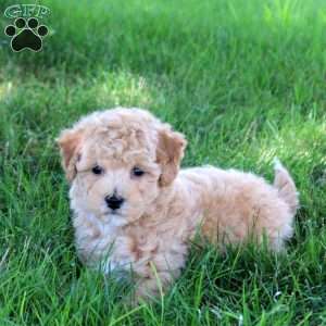 Tako, Bich-Poo Puppy