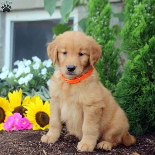 Talia, Golden Retriever Puppy
