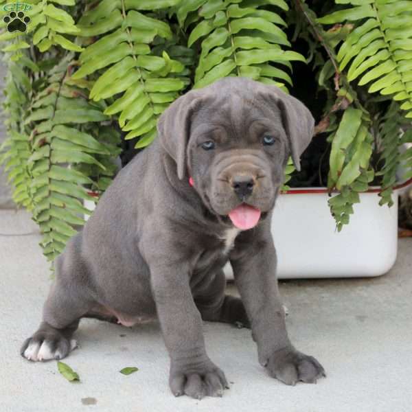 Talia, Cane Corso Puppy
