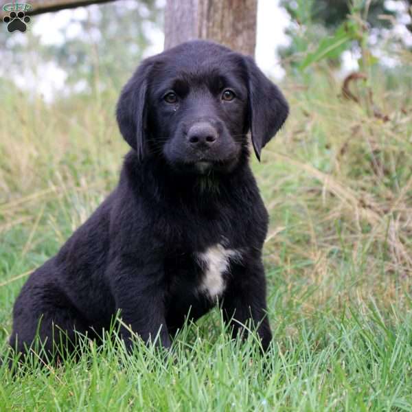 Tammy, Bernese Mountain Dog Mix Puppy