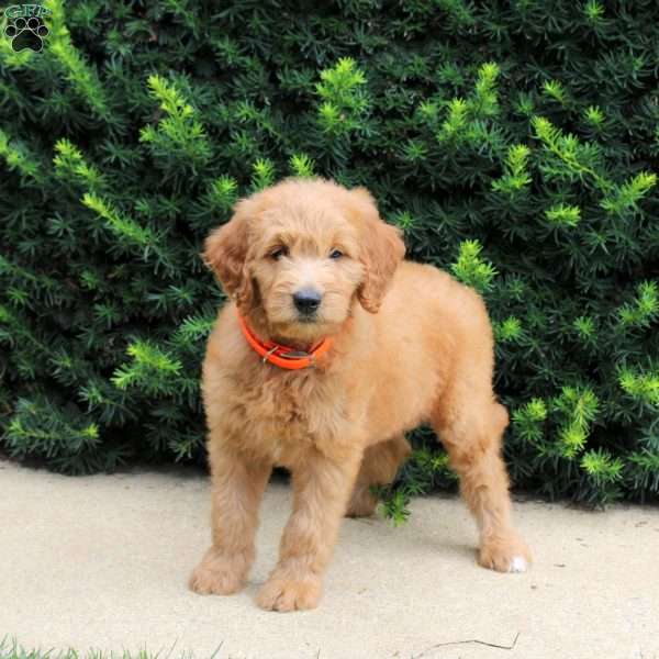 Tammy, Goldendoodle Puppy