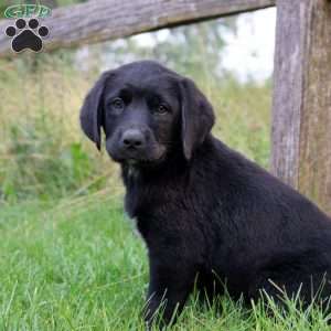 Tammy, Bernese Mountain Dog Mix Puppy