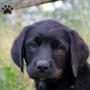 Tammy, Bernese Mountain Dog Mix Puppy