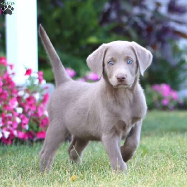 Tammy, Silver Labrador Retriever Puppy