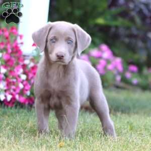 Tammy, Silver Labrador Retriever Puppy