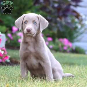 Tammy, Silver Labrador Retriever Puppy