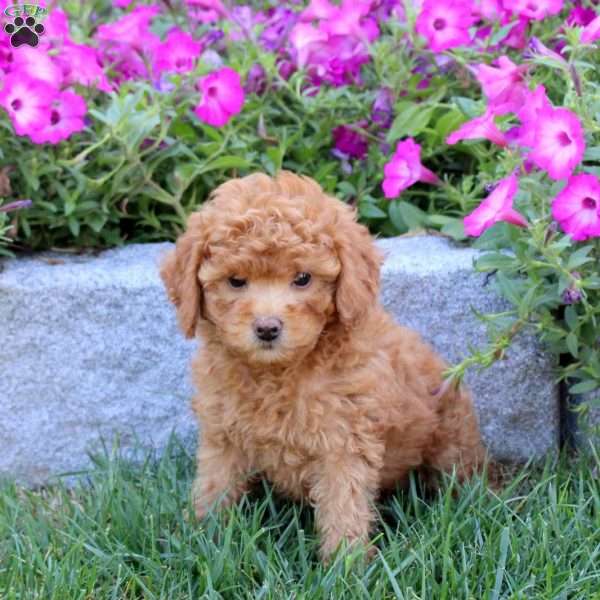 Tandy, Mini Goldendoodle Puppy