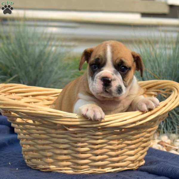 Tank, English Bulldog Puppy