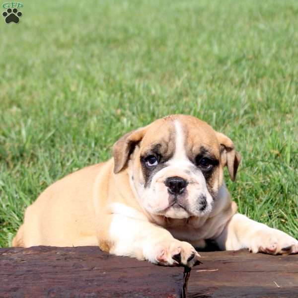 Tank, English Bulldog Puppy