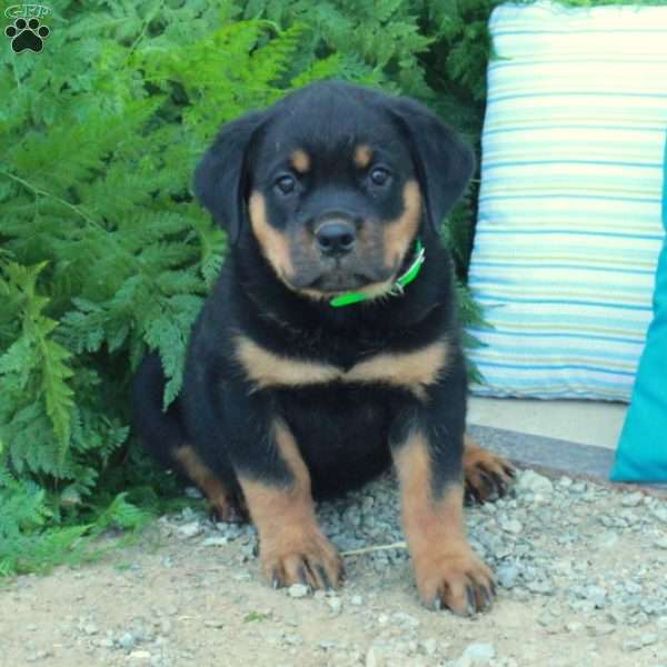 Tank, Rottweiler Puppy
