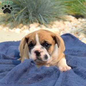 Tank, English Bulldog Puppy