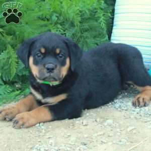 Tank, Rottweiler Puppy