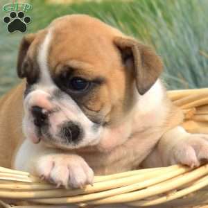 Tank, English Bulldog Puppy