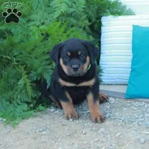 Tank, Rottweiler Puppy