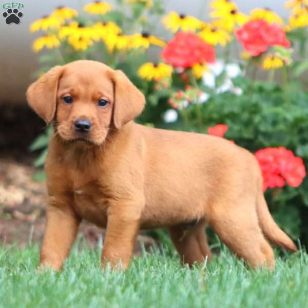 Tank, Fox Red Labrador Retriever Puppy
