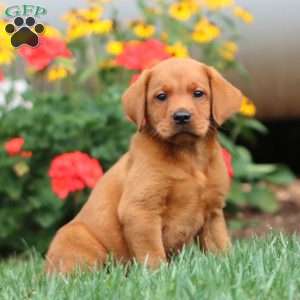 Tank, Fox Red Labrador Retriever Puppy