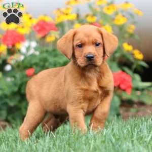 Tank, Fox Red Labrador Retriever Puppy