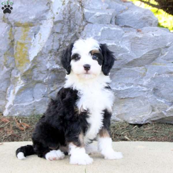 Tanner, Mini Bernedoodle Puppy