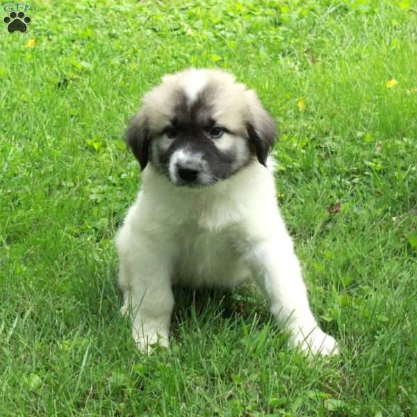 Tanner, Great Pyrenees Mix Puppy