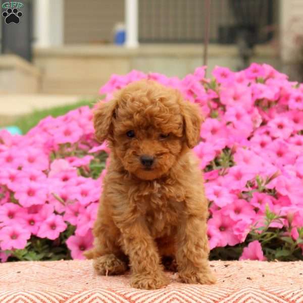 Tanner, Miniature Poodle Puppy