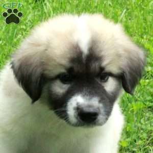 Tanner, Great Pyrenees Mix Puppy