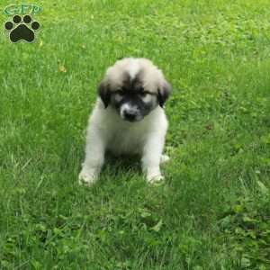 Tanner, Great Pyrenees Mix Puppy