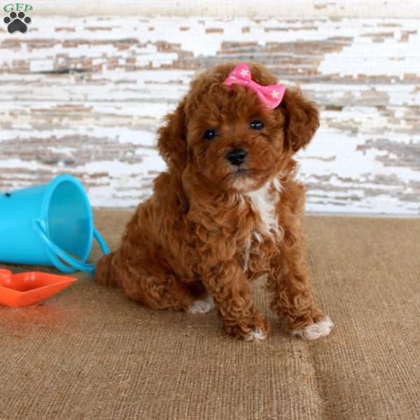 Tansy, Toy Poodle Puppy