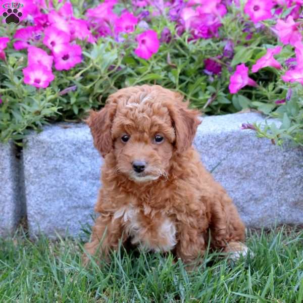 Tara, Mini Goldendoodle Puppy