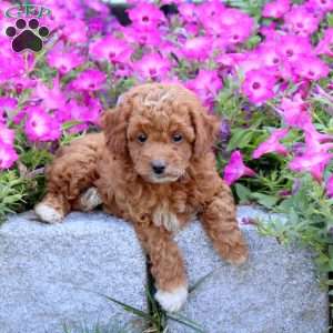 Tara, Mini Goldendoodle Puppy