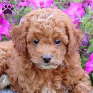 Tara, Mini Goldendoodle Puppy