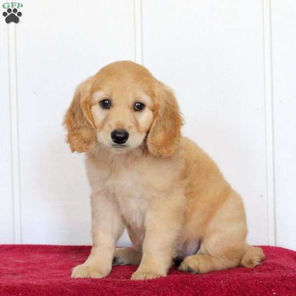 Tasha, Golden Retriever Mix Puppy