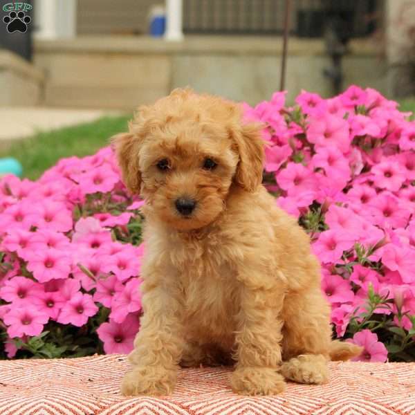 Tasha, Miniature Poodle Puppy