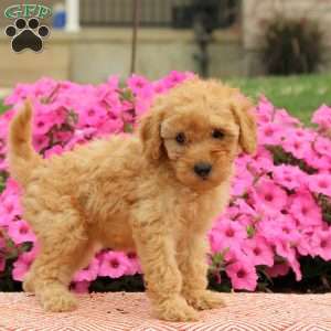 Tasha, Miniature Poodle Puppy