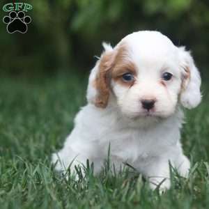 Tessa, Cavapoo Puppy