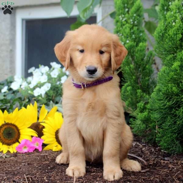 Tate, Golden Retriever Puppy