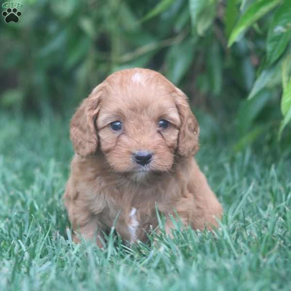 Tate, Cavapoo Puppy