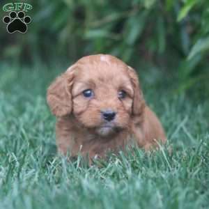 Tate, Cavapoo Puppy