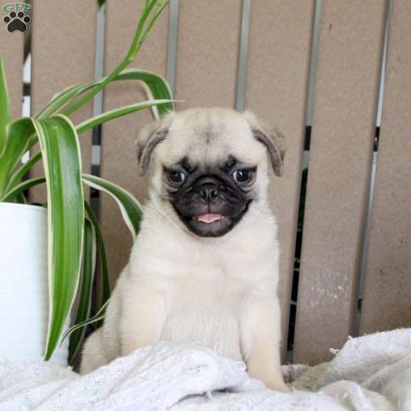 Tater, Pug Puppy